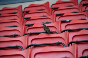 A Starling perches on seating in the Justin Edinburgh Stand.
